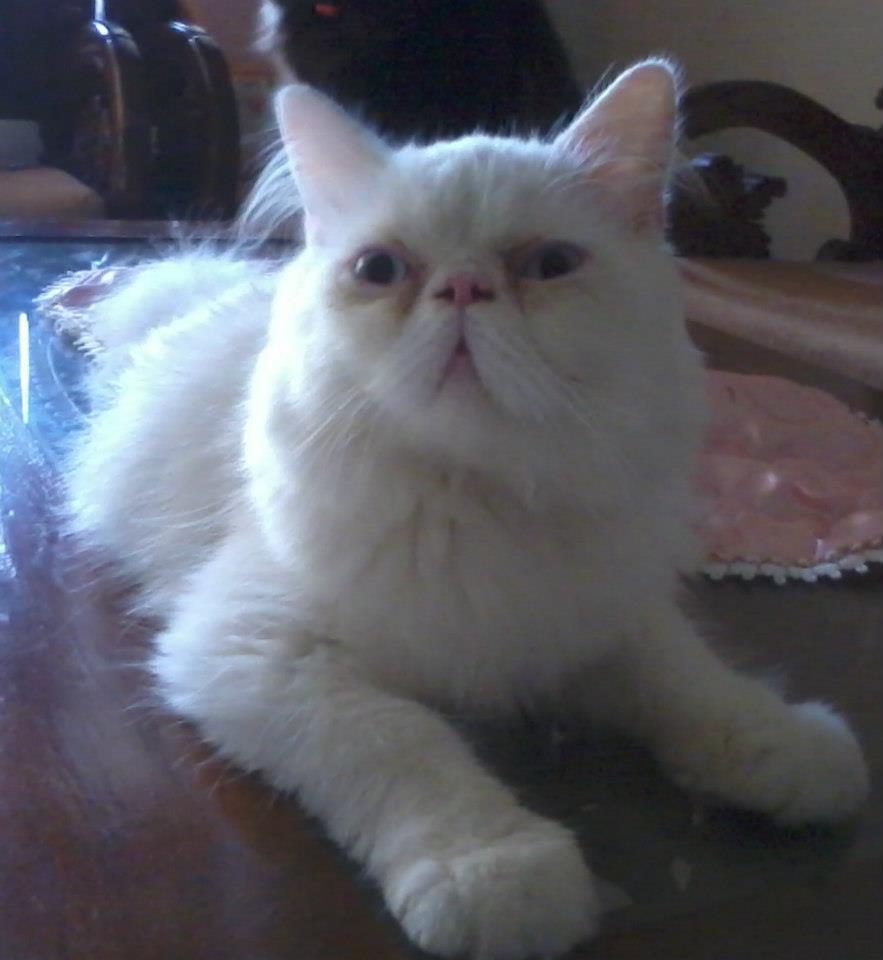 kucing Pignose Cakeep