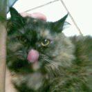kucing medium persia black tortie