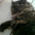 kucing medium persia black tortie