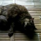 kucing medium persia black tortie