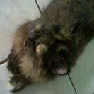 kucing medium persia black tortie