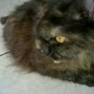 kucing medium persia black tortie