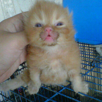 kiten persia lucu