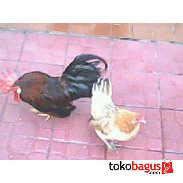 Ayam Kate 5 ekor