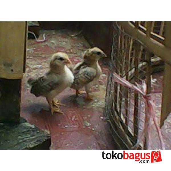 Ayam Kate 5 ekor