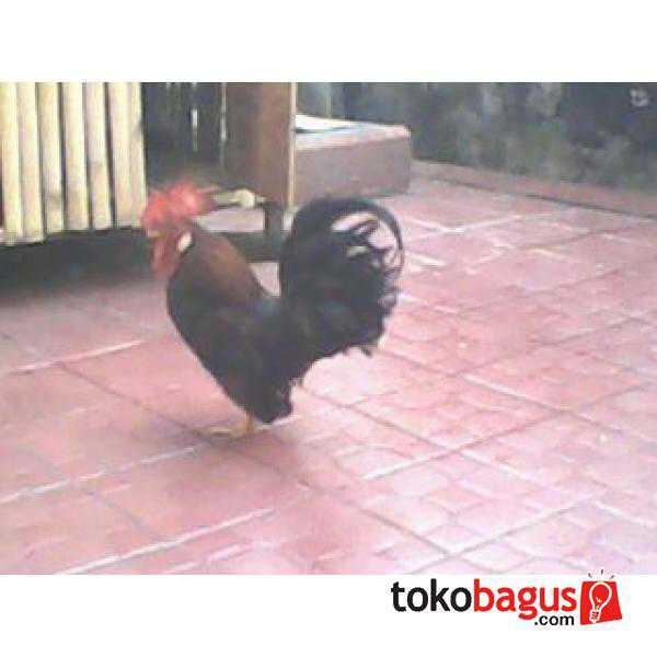 Ayam Kate 5 ekor