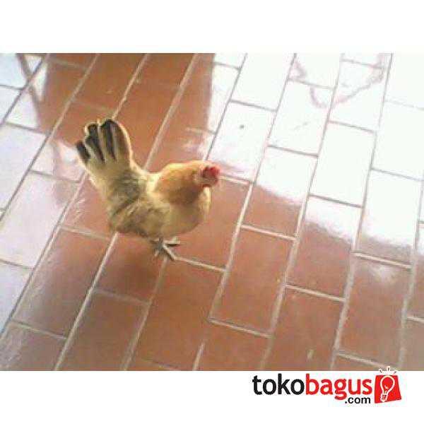 Ayam Kate 5 ekor