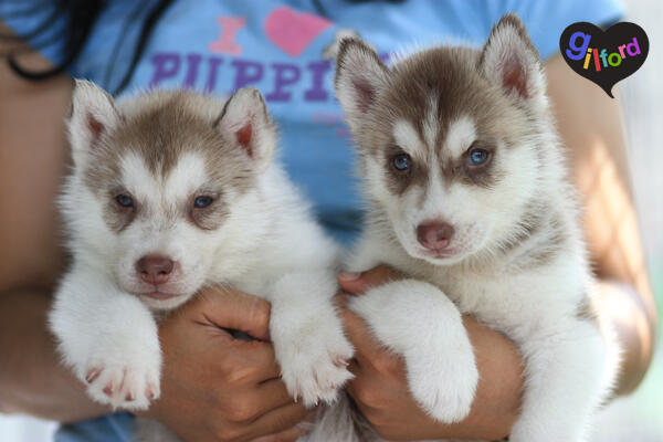 Husky Puppy Bloodline Champion Great Quality!