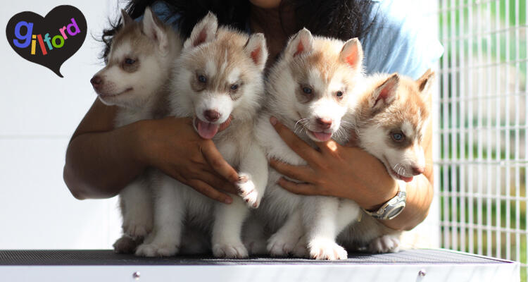 Husky Puppy Bloodline Champion Great Quality!