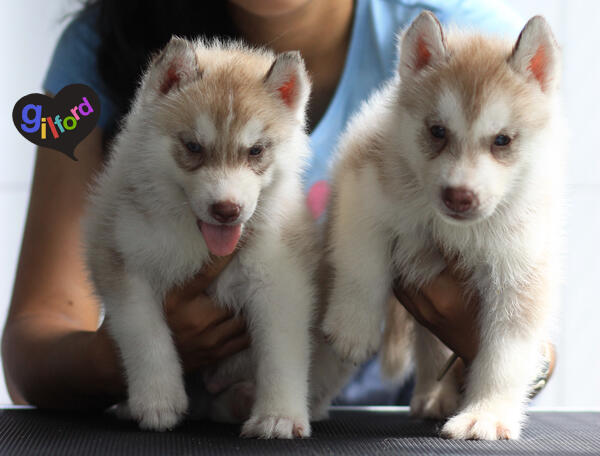 Husky Puppy Bloodline Champion Great Quality!