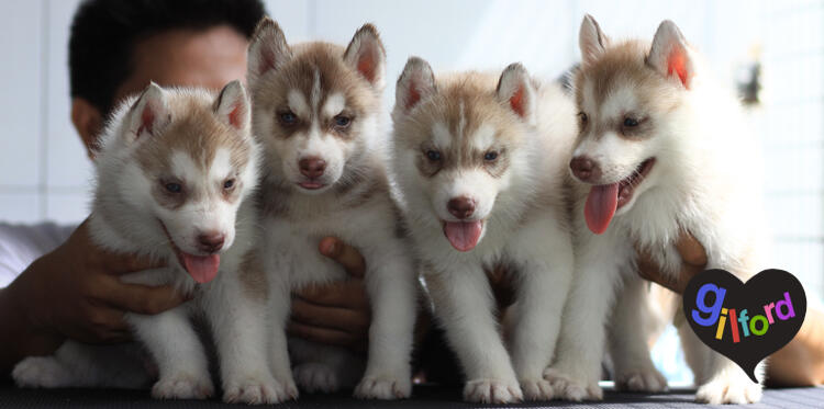 Husky Puppy Bloodline Champion Great Quality!
