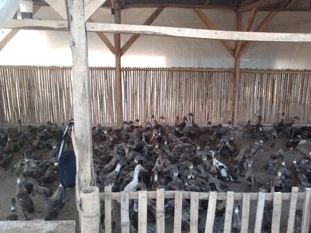 JUAL BEBEK KARKAS UTUH & FULL