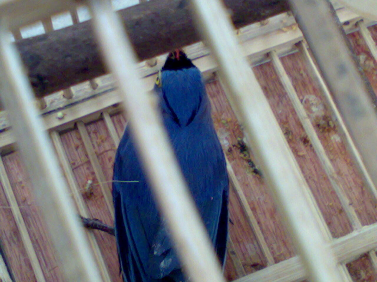 Rambatan Page 13 Kaskus