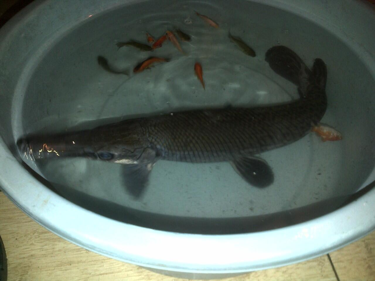 Dijual 2 Ekor ALIGATOR GAR SPATULA @80-90cm