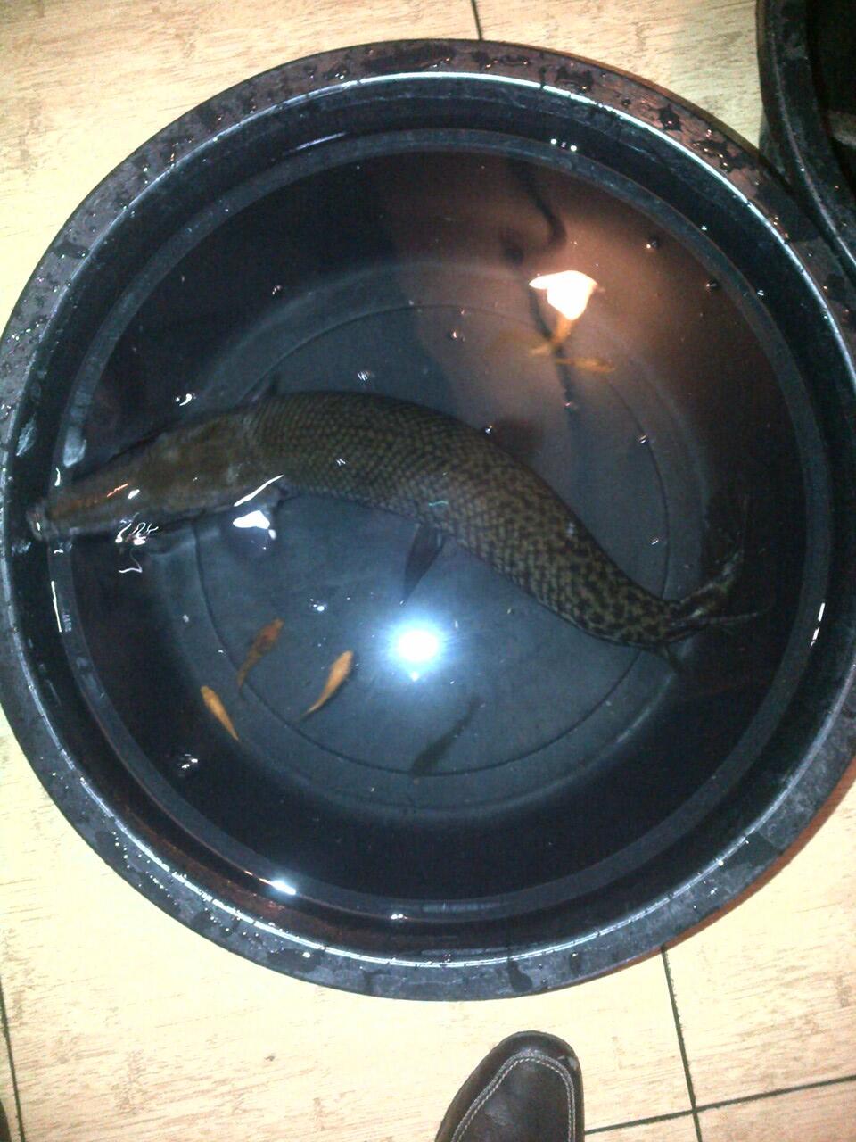 Dijual 2 Ekor ALIGATOR GAR SPATULA @80-90cm