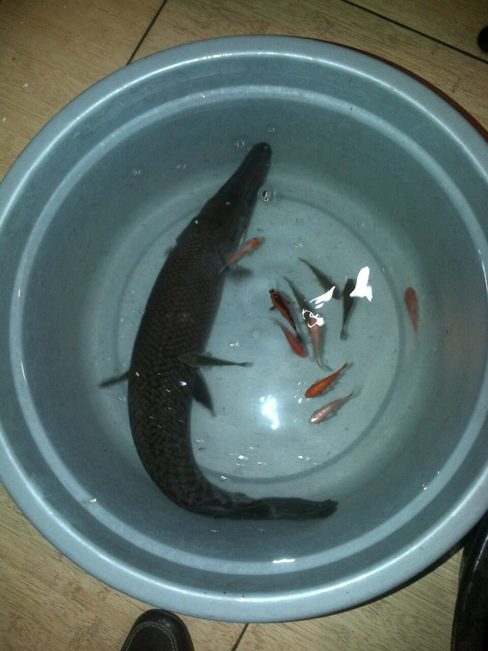 Dijual 2 Ekor ALIGATOR GAR SPATULA @80-90cm
