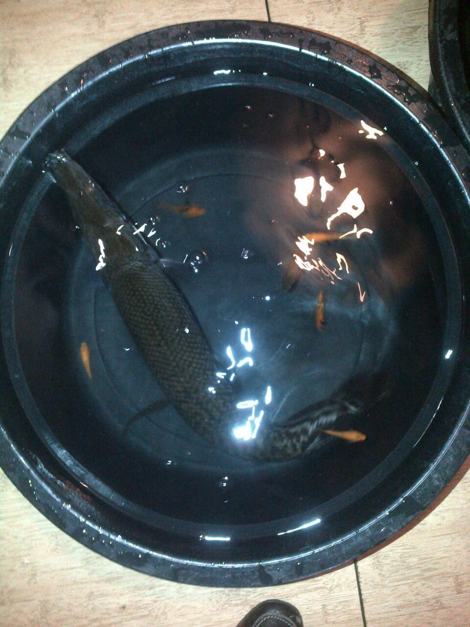 Dijual 2 Ekor ALIGATOR GAR SPATULA @80-90cm