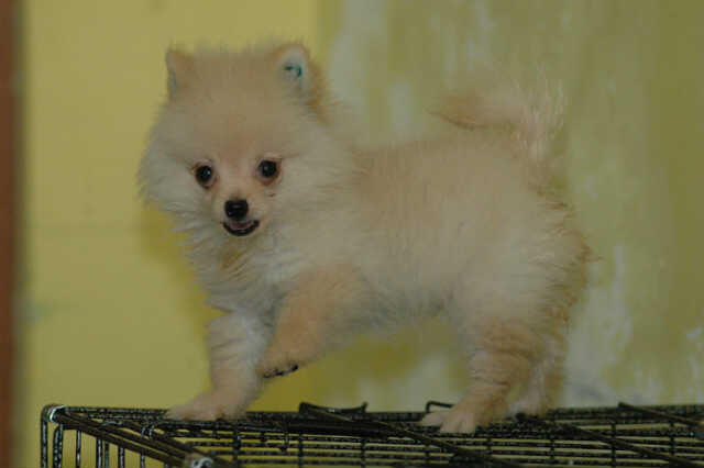 Dijual Minipom, cihuahua, dan poodle, jogja!Murah aja dah asli mari dicek!