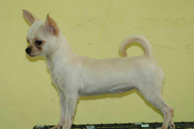 Dijual Minipom, cihuahua, dan poodle, jogja!Murah aja dah asli mari dicek!
