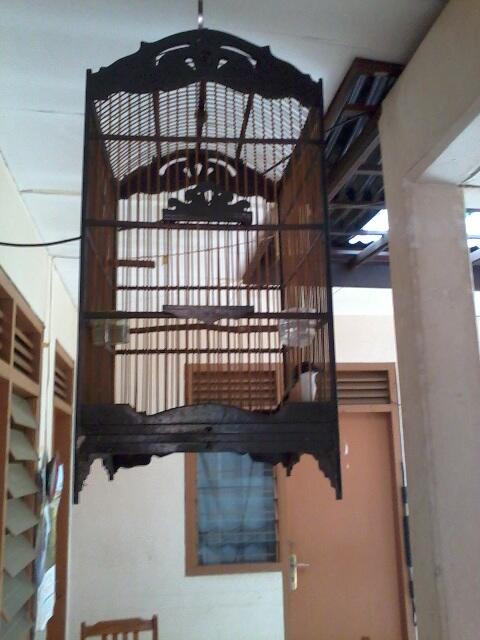 Pentet Jatim Glatik Batu Kenari AF..istimewa..