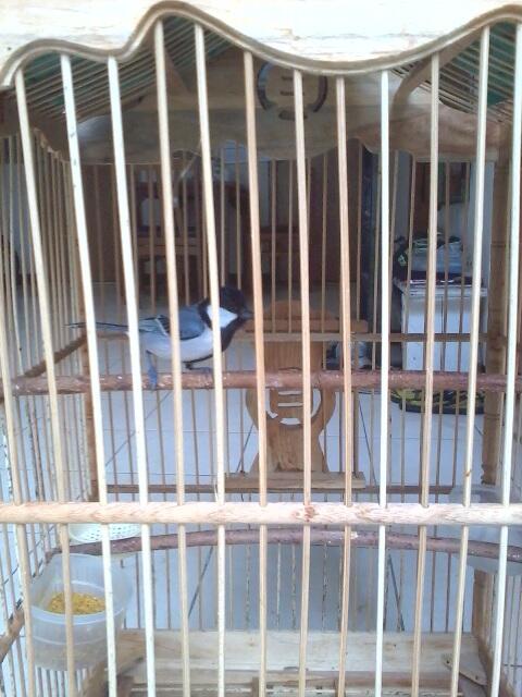Pentet Jatim Glatik Batu Kenari AF..istimewa..