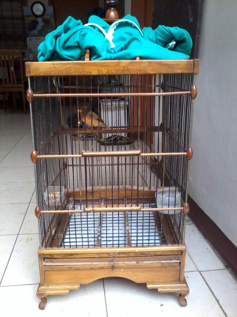 Pentet Jatim Glatik Batu Kenari AF..istimewa..