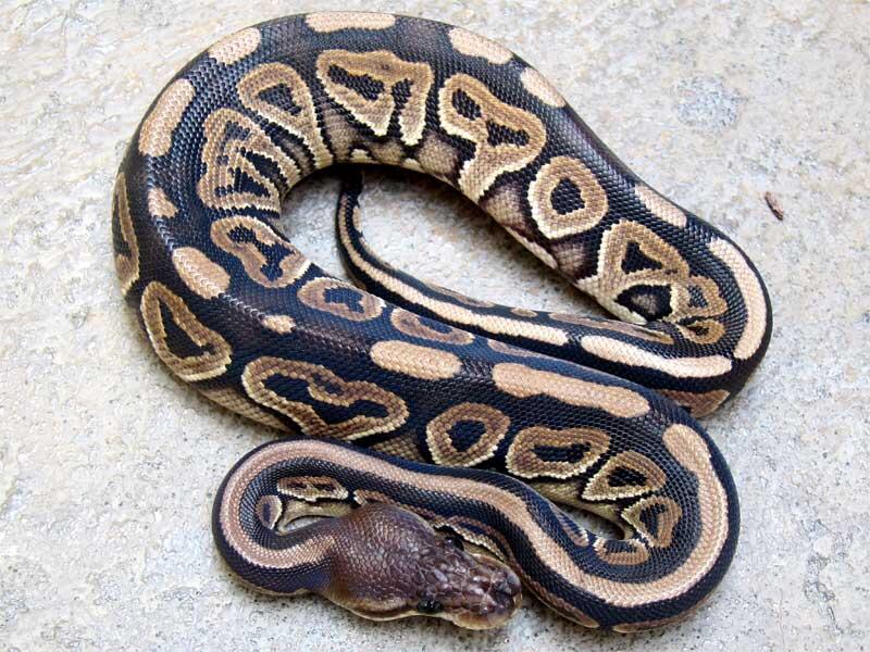 cinnamon ball python female for sale