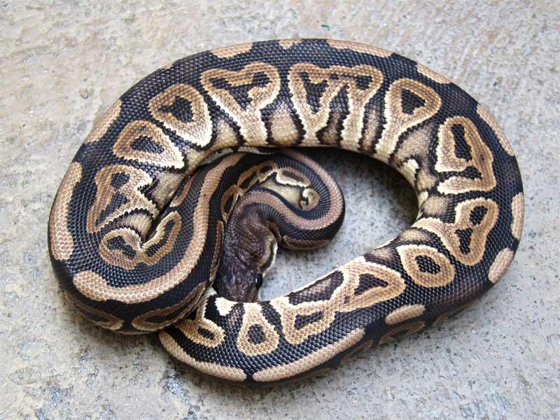 cinnamon ball python female for sale