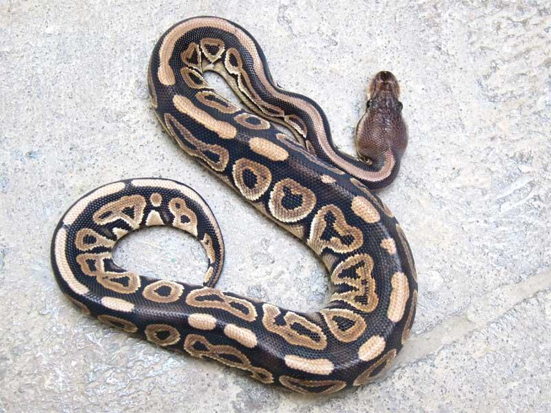 cinnamon ball python female for sale