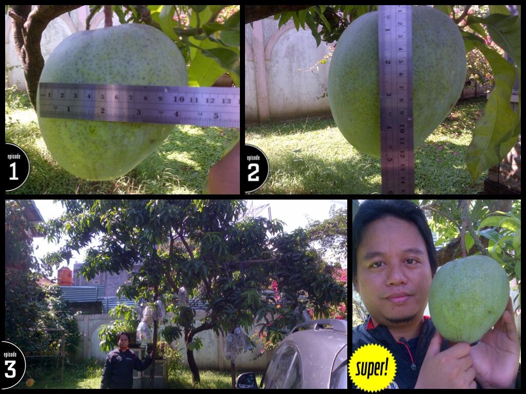 Buah Mangga Sebesar Kepala Gegerkan Limo (Cinere,Depok)