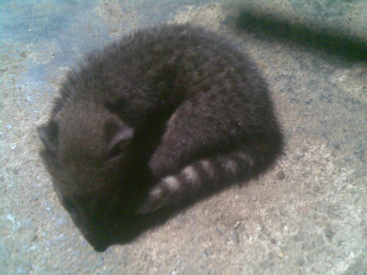 Terjual Anak Musang Rase Kaskus