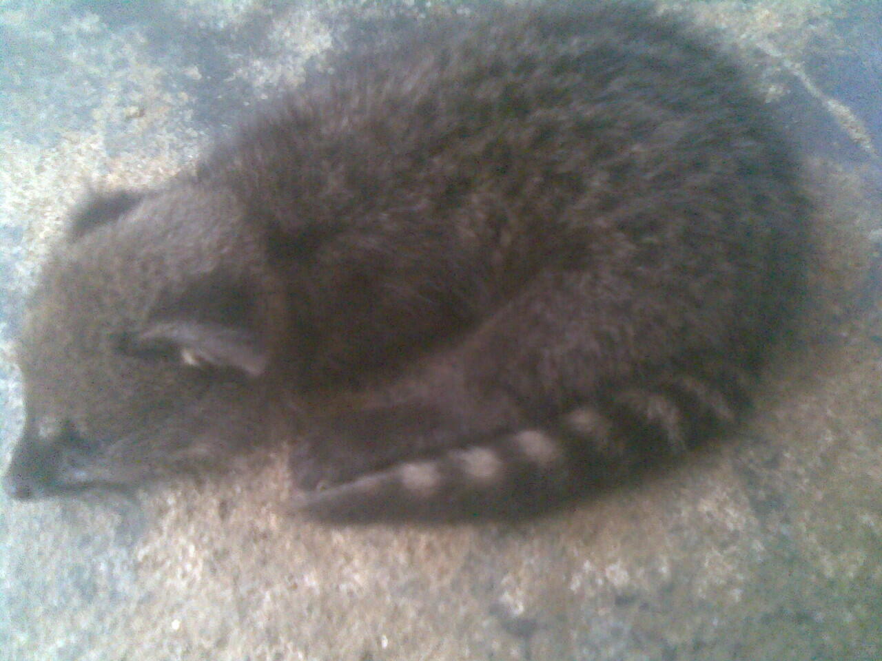 Anak Musang Rase