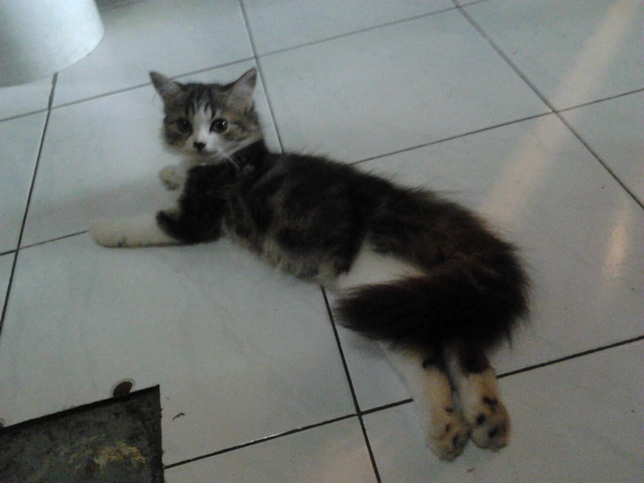 Jual cepat 2 kucing persia medium betina 3.5bln (sdh divaksin)