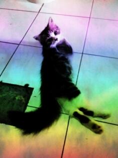 Jual cepat 2 kucing persia medium betina 3.5bln (sdh divaksin)