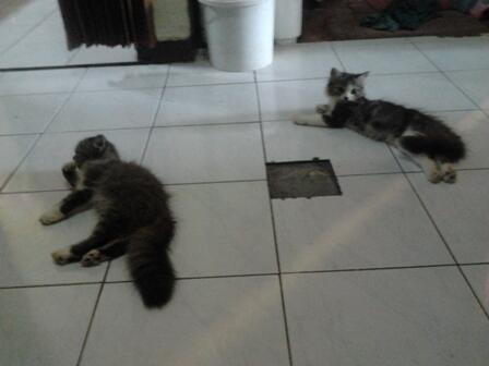 Jual cepat 2 kucing persia medium betina 3.5bln (sdh divaksin)
