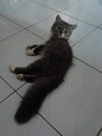 Jual cepat 2 kucing persia medium betina 3.5bln (sdh divaksin)