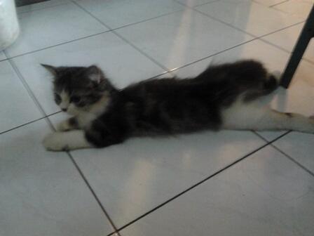 Jual cepat 2 kucing persia medium betina 3.5bln (sdh divaksin)