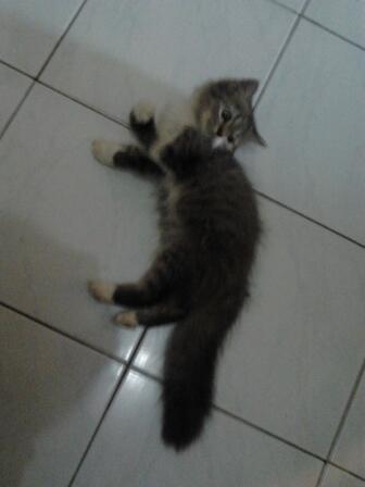 Jual cepat 2 kucing persia medium betina 3.5bln (sdh divaksin)