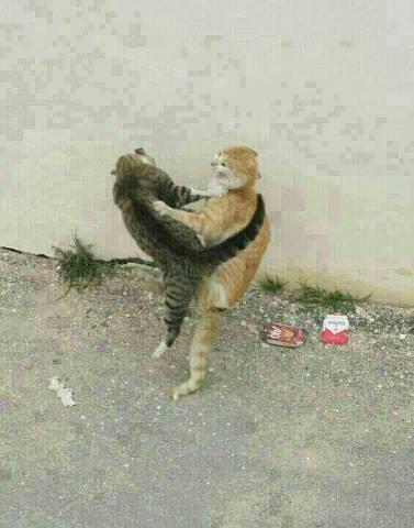 THE TAEKWONDO CAT (Lucu++)