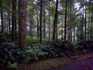 Wisata murah meriah ke CURUG NGUMPET, BOGOR