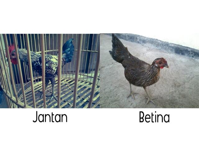 Ayam Ketawa Sepasang Umur 5 bulanan gan