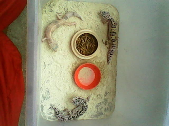 GECKO BETINA JUVE 3 EKOR 250k Buruan !!!