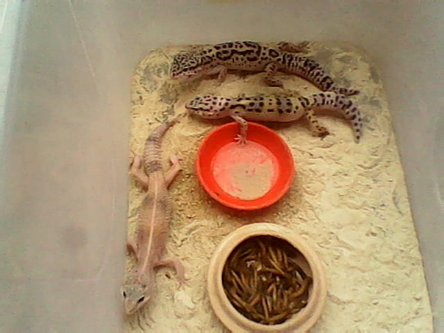 GECKO BETINA JUVE 3 EKOR 250k Buruan !!!