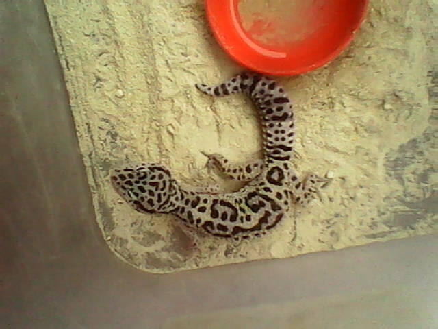 GECKO BETINA JUVE 3 EKOR 250k Buruan !!!