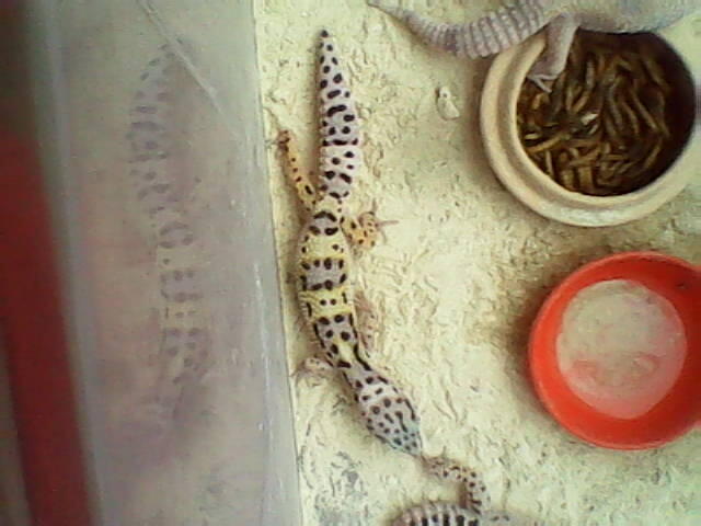 GECKO BETINA JUVE 3 EKOR 250k Buruan !!!