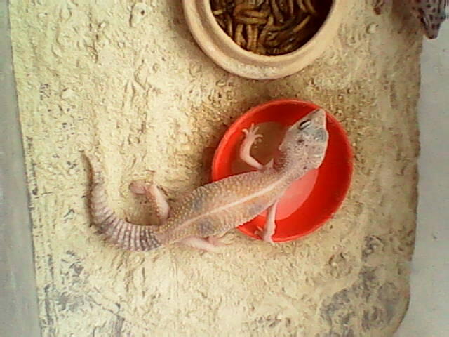 GECKO BETINA JUVE 3 EKOR 250k Buruan !!!
