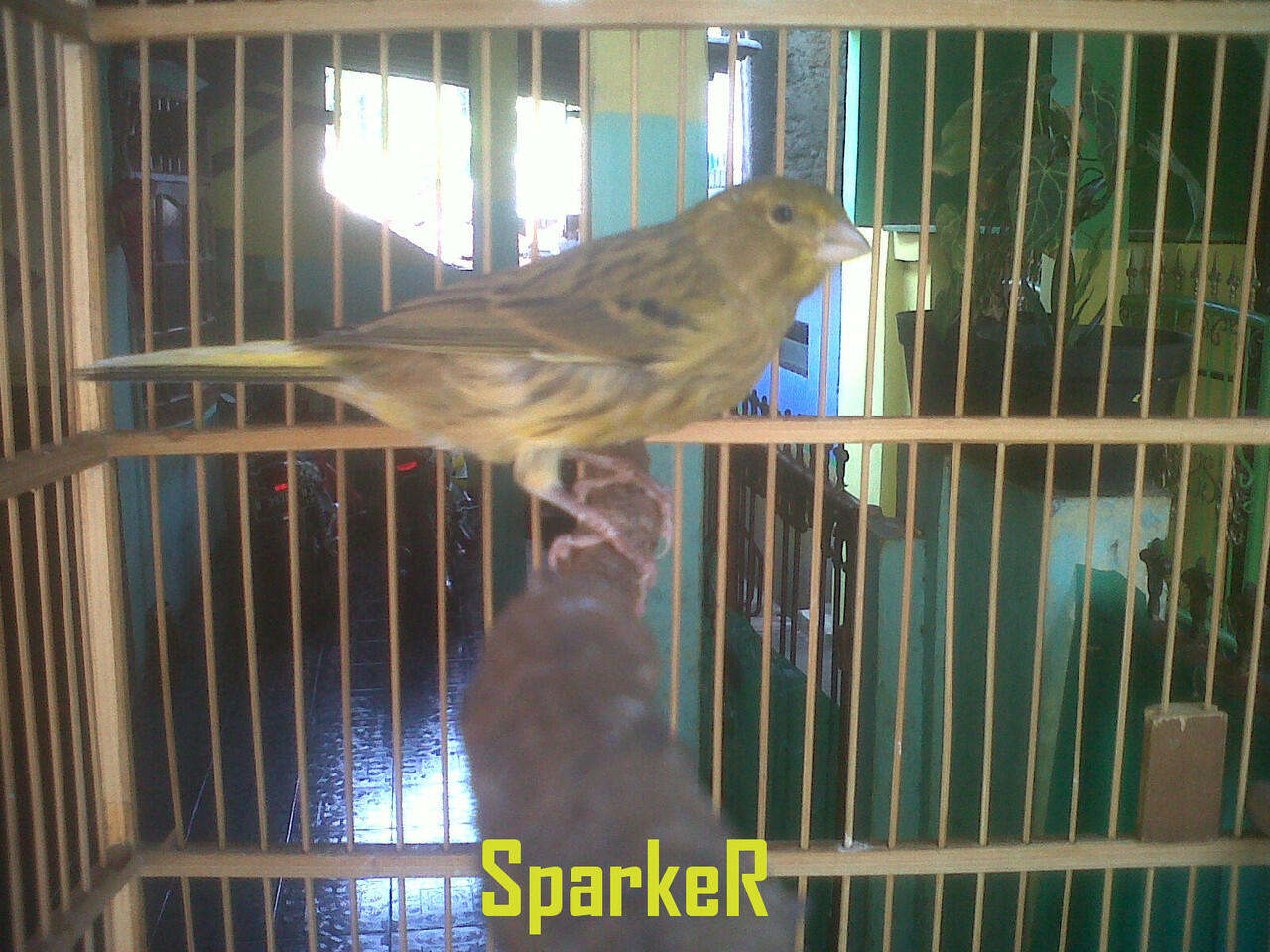 SALE Kenari!! Borongan 6 Ekor AF Usia 2-3bln.. 3 betina Lokal....