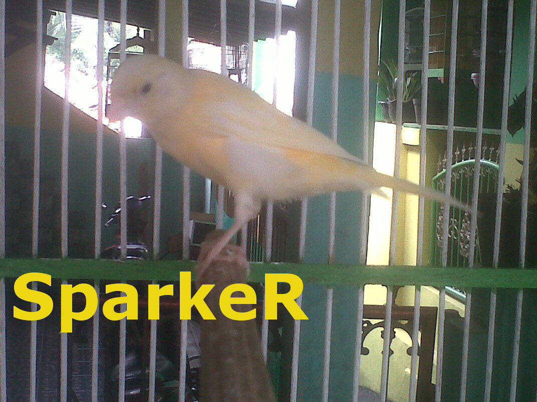 SALE Kenari!! Borongan 6 Ekor AF Usia 2-3bln.. 3 betina Lokal....