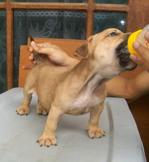 jual male pitbully TOP! bisa tukar tambah dengan rottweiler puppies