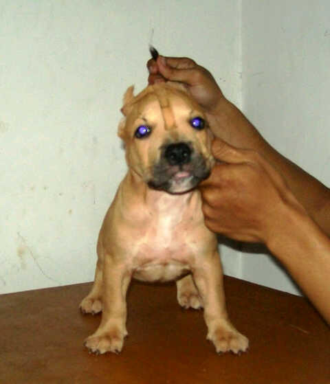 jual male pitbully TOP! bisa tukar tambah dengan rottweiler puppies